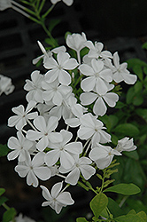 White Plumbago (Plumbago auriculata 'Alba') at Stonegate Gardens