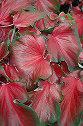 Red Frill Caladium (Caladium 'Red Frill') at Stonegate Gardens