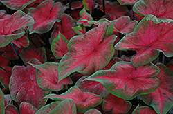 Postman Joyner Caladium (Caladium 'Postman Joyner') at Stonegate Gardens