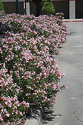 Petite Pink Oleander (Nerium oleander 'Petite Pink') at Stonegate Gardens