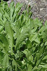 Chicory (Cichorium intybus) at The Mustard Seed