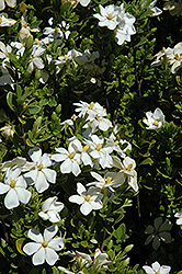 Daisy Gardenia (Gardenia augusta 'Daisy') at Stonegate Gardens