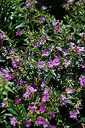 Purple False Heather (Cuphea hyssopifolia 'Purple') at A Very Successful Garden Center