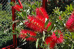 Crimson Bottlebrush (Callistemon lanceolata) at Stonegate Gardens
