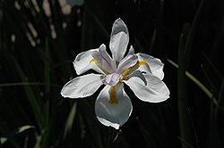 Butterfly African Iris (Dietes iridioides 'Butterfly') at Stonegate Gardens