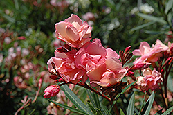 Mrs. Roeding Oleander (Nerium oleander 'Mrs. Roeding') at Stonegate Gardens