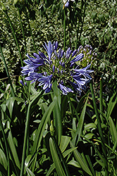 Midknight Blue Agapanthus (Agapanthus 'Monmid') at Stonegate Gardens