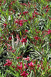 Dwarf Red Oleander (Nerium oleander 'Dwarf Red') at Stonegate Gardens