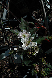 Navaho Thornless Blackberry (Rubus 'Navaho') at Stonegate Gardens