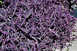Purple Queen (Setcreasea pallida 'Purple Queen') at Stonegate Gardens