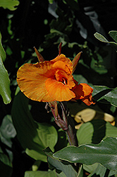 Orange Beauty Canna (Canna 'Orange Beauty') at Stonegate Gardens