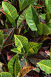 Variegated Croton (Codiaeum variegatum) at Lakeshore Garden Centres