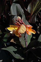 Pacific Beauty Canna (Canna 'Pacific Beauty') at Stonegate Gardens