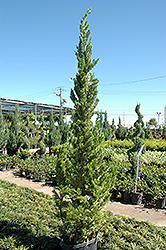 Hollywood Juniper (Juniperus chinensis 'Torulosa') at Stonegate Gardens