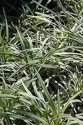 Aztec Grass Lily Turf (Liriope muscari 'Aztec Grass') at Stonegate Gardens