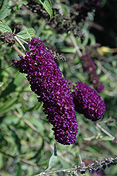 Nanho Purple Butterfly Bush (Buddleia davidii 'Nanho Purple') at Stonegate Gardens