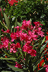 Calypso Oleander (Nerium oleander 'Calypso') at Stonegate Gardens