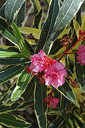 Twist Of Pink Oleander (Nerium oleander 'Planst') at Stonegate Gardens