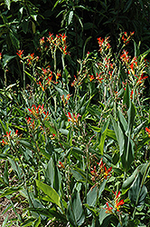 Indian Shot (Canna indica) at Stonegate Gardens