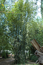 Emerald Bamboo (Bambusa mutabilis) at Stonegate Gardens