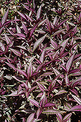 Persian Shield (Strobilanthes dyerianus) at Lakeshore Garden Centres