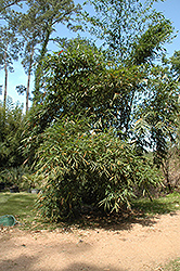 Parker Giant Bamboo (Dendrocalamus 'Parker Giant') at Stonegate Gardens