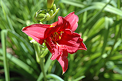 Saucy Rouge Daylily (Hemerocallis 'Saucy Rouge') at Lakeshore Garden Centres