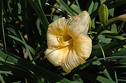 Richly Blessed Daylily (Hemerocallis 'Richly Blessed') at Stonegate Gardens