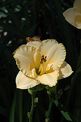Pilgrim's Primrose Daylily (Hemerocallis 'Pilgrim's Primrose') at A Very Successful Garden Center