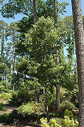 Cherrybark Oak (Quercus pagoda) at Stonegate Gardens