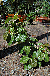 Roxburgh Fig (Ficus auriculata) at Stonegate Gardens
