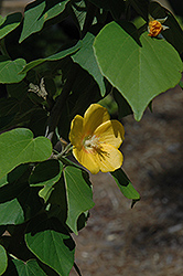 Indian Mallow Bush (Bakeridesia integerrima) at Stonegate Gardens