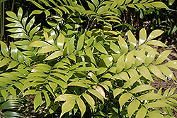Zamia Fern (Bowenia spectabilis) at Stonegate Gardens