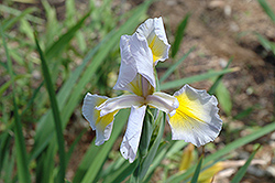 Missouri Streams Iris (Iris 'Missouri Streams') at Stonegate Gardens