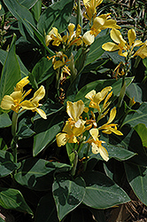 Yellow Leopard Canna (Canna 'Yellow Leopard') at Stonegate Gardens