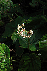 Rubra Lily Pad Begonia (Begonia nelumbiifolia 'Rubra') at Stonegate Gardens