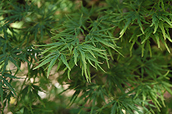 Green Mist Japanese Maple (Acer palmatum 'Green Mist') at Stonegate Gardens