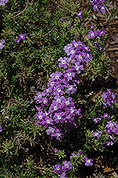 Veralena Fancy Lavender Verbena (Verbena 'Veralena Fancy Lavender') at Stonegate Gardens