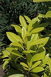 Florida Sunshine Anise (Illicium parviflorum 'Florida Sunshine') at Stonegate Gardens