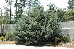 Carolina Sapphire Arizona Cypress (Cupressus arizonica 'Carolina Sapphire') at Stonegate Gardens