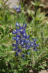 Texas Bluebonnet (Lupinus texensis) at Stonegate Gardens