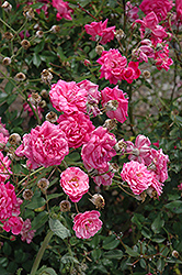 Fellenberg Rose (Rosa 'Fellenberg') at Stonegate Gardens