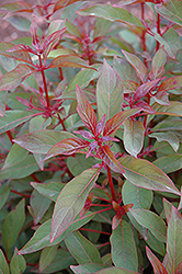 Scarlet Bush (Hamelia patens) at Lakeshore Garden Centres
