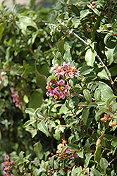 Acerola (Malpighia emarginata) at Stonegate Gardens