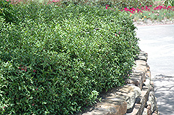 Acerola (Malpighia emarginata) at Stonegate Gardens