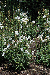 Solstice White Snapdragon (Antirrhinum majus 'Solstice White') at Stonegate Gardens