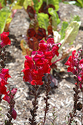 Aromas Red Spice Snapdragon (Antirrhinum majus 'Aromas Red Spice') at Stonegate Gardens