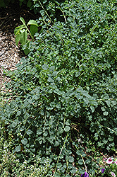 Salad Burnet (Sanguisorba minor) at Lakeshore Garden Centres