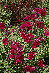 Solstice Burgundy Snapdragon (Antirrhinum majus 'Solstice Burgundy') at Stonegate Gardens