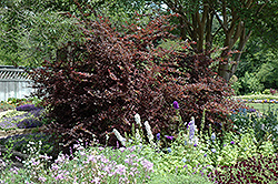 Plum Delight Chinese Fringeflower (Loropetalum chinense 'Plum Delight') at Stonegate Gardens
